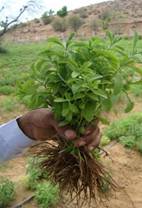 Sweet Stevia Plant